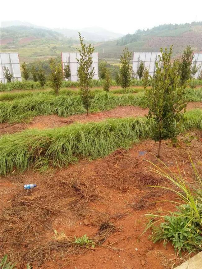 qq图片20161116123532_副本1600