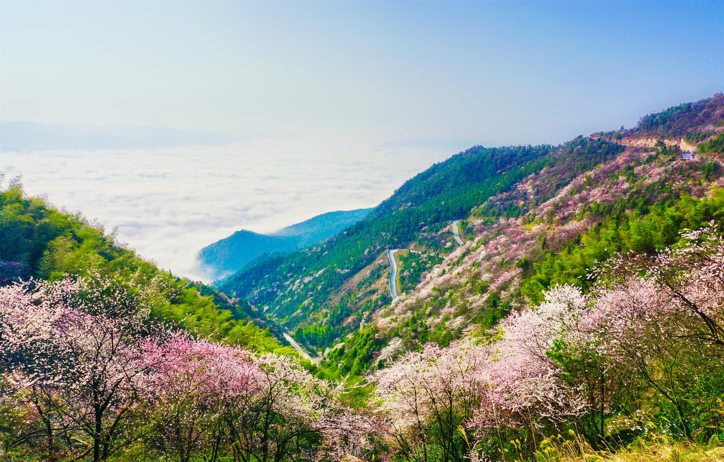 《花开盛世》李金倪2018年摄于大东山。15973279976.jpg